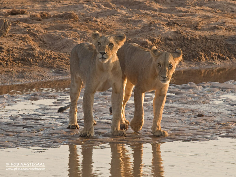 Africa Safaris