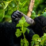 Africa Gorilla Trekking Safaris